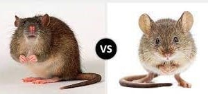 rotte mus forskjell