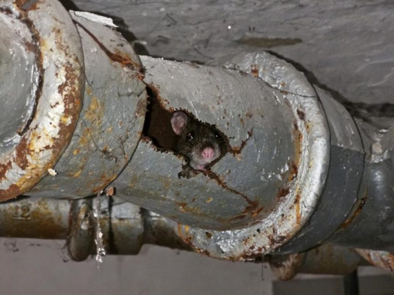 rotte i kloakk