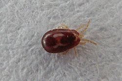250px Dermanyssus gallinae mite skadedyrguide