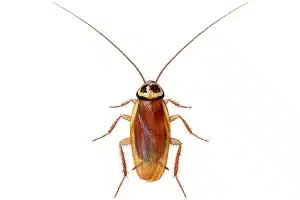 australsk kakerlakk breddebilde skadedyrguide