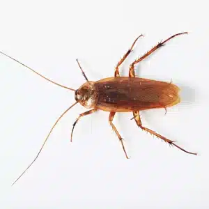 blatta americana come eliminare un insetto pericoloso per la nostra salute 3.jpg amerikansk kakerlakk
