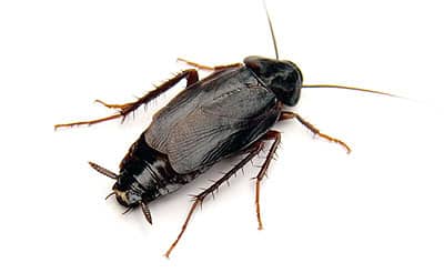 orientalsk kakerlakk