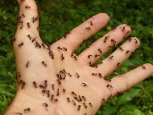 Best Ant Poisons for Indoors maur på sommeren