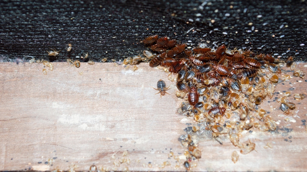 What Are the Prime Causes of Bed Bugs Infestation a 1 hovedårsaken til veggedyr