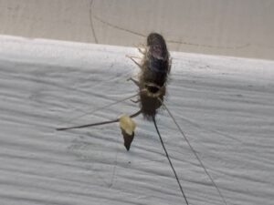 long tailed silverfish consuming bait