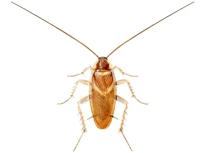 brunbeltet-kakerlakk-breddebilde
